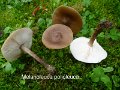 Melanoleuca polioleuca-amf80